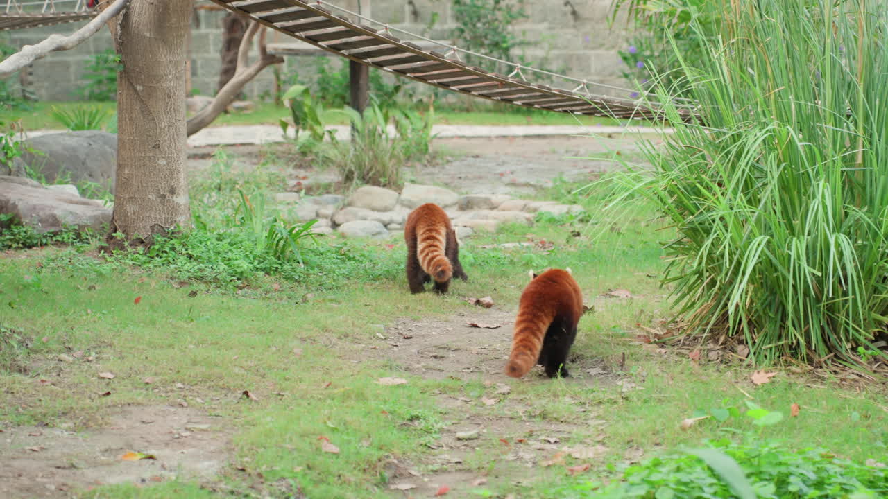 Panda rossi che cercano cibo in un recinto erboso, due fratelli curiosi annusano il terreno e cercano bambù, pelliccia calda color ruggine che contrasta con il fogliame verde, andatura rilassata di mezzogiorno, sottile osservazione del custode