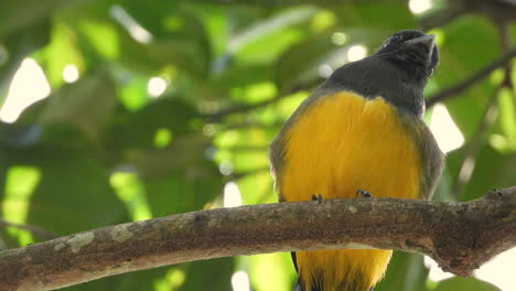 White-Trail-Trogon-Ruht-Auf-Einem-Ast-In-Einem-Regenwald