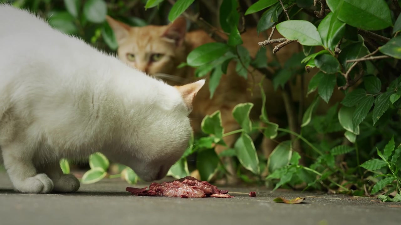 Weiße Katze frisst Mahlzeit auf dem Bürgersteig mit einer weiteren Katze im Hintergrund (4K25p).