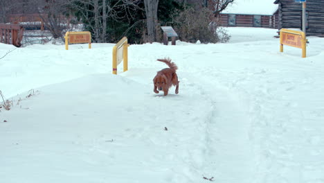 golden retriever wandering through snow covered park