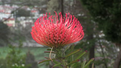 close-up of a protea flower, with the background blurred in green tones