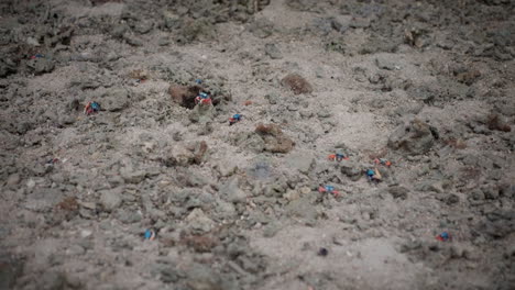 Blue,-red-Fiddler-mangrove-crabs,-small-fascinating-creatures,-Bali-location