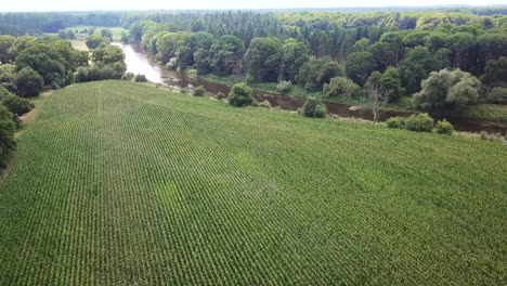 Slow-moving-drone-footage-corn-field-with-river-and-forest-in-background-4K-drone