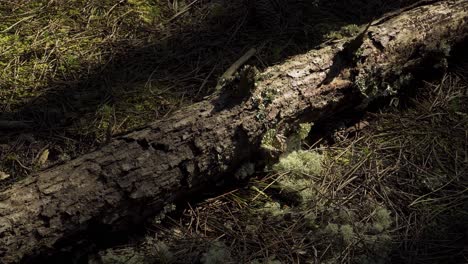 4K-moss-in-the-middle-of-pine-needles-and-a-pine-trunk