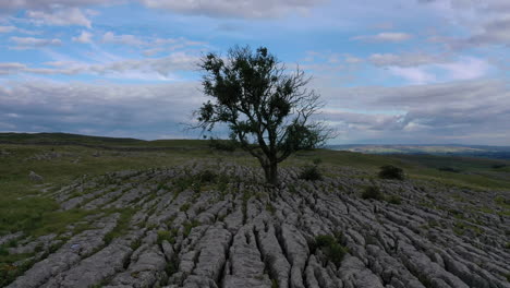 vuelo aéreo hacia adelante y hacia arriba sobre un árbol de fresno solitario que crece en el pavimento de piedra caliza