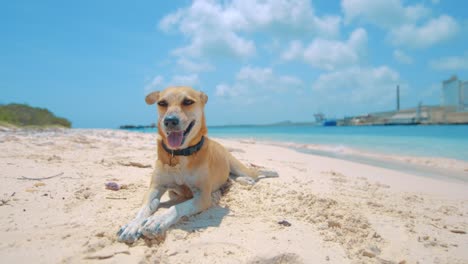Lindo-Perro-Tendido-Majestuosamente-En-La-Playa-En-El-Caribe,-Curacao