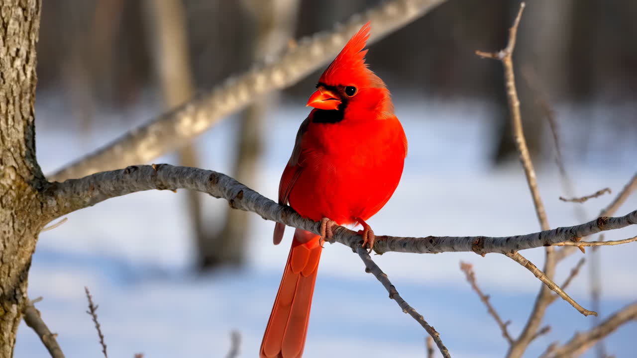 Red Cardinal Perched on a Snowy Branch