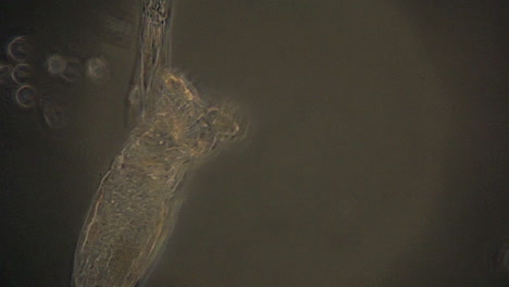 los rotíferos microscópicos usan cilios para filtrar el alimento, como se ve a través de un microscopio de contraste de fase