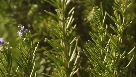 rosemary shrub with small purple flowers and buds growing