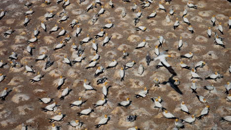 Ganet-kolonie---Seevogelschwarm-Auf-Einem-Felsen-In-Neuseeland