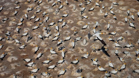 ganet colony - flock of seabirds perched on a rock in new zealand