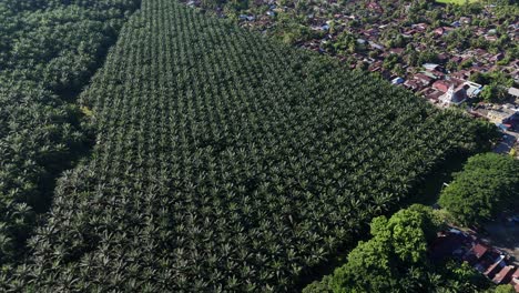 aerial drone view of palm oil tree plantation in sumatra indonesia birds eye view bukit lawang