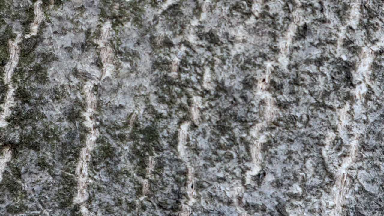 fondo de textura de madera animada útil para efectos de películas antiguas utilizando la herramienta de opacidad o luma matte