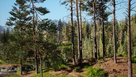 beautiful remote evergreen forest in mountain