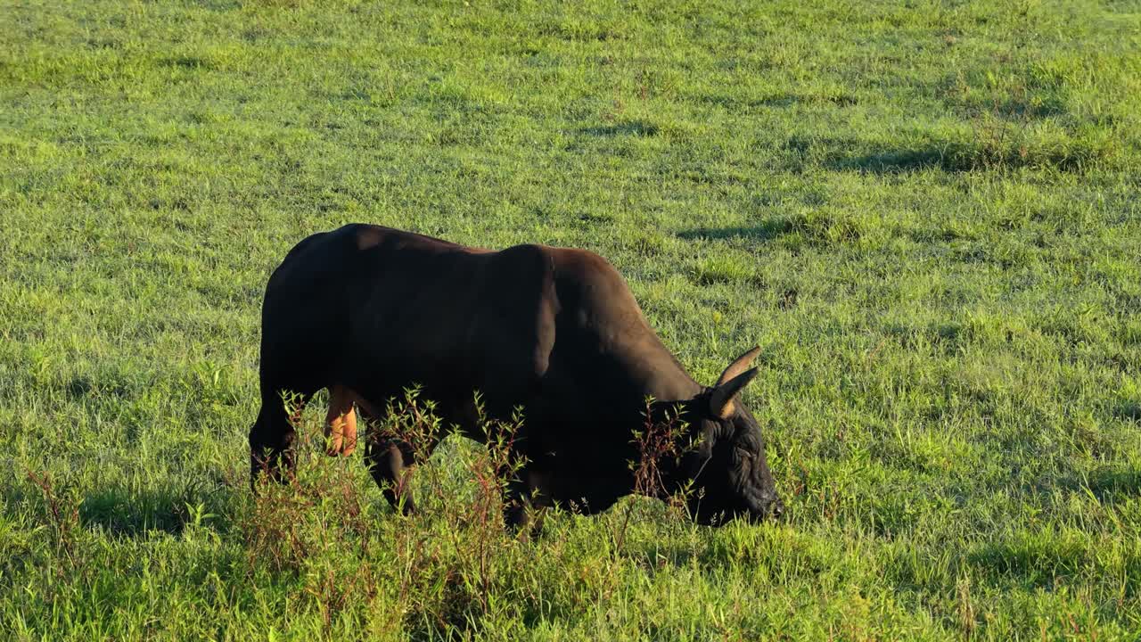 Toro scuro che pascola tranquillamente in un pascolo verde