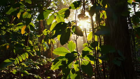la luz del sol filtrándose a través del frondoso dosel del bosque