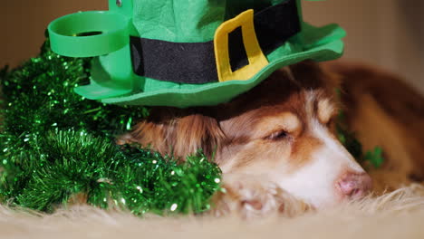 Portrait-Of-A-Cute-Shepherd-Dog-In-St-Patrick\'s-Day-Decorations-One-Of-The-Most-Popular-Holidays-In