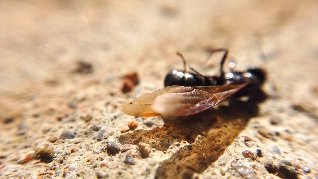 se ve una avispa negra luchando y moviéndose como si estuviera herida