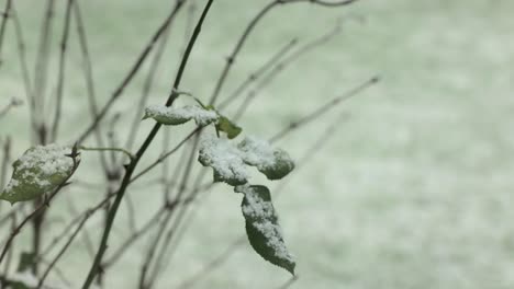 snow falling and collecting on rose bush leaf