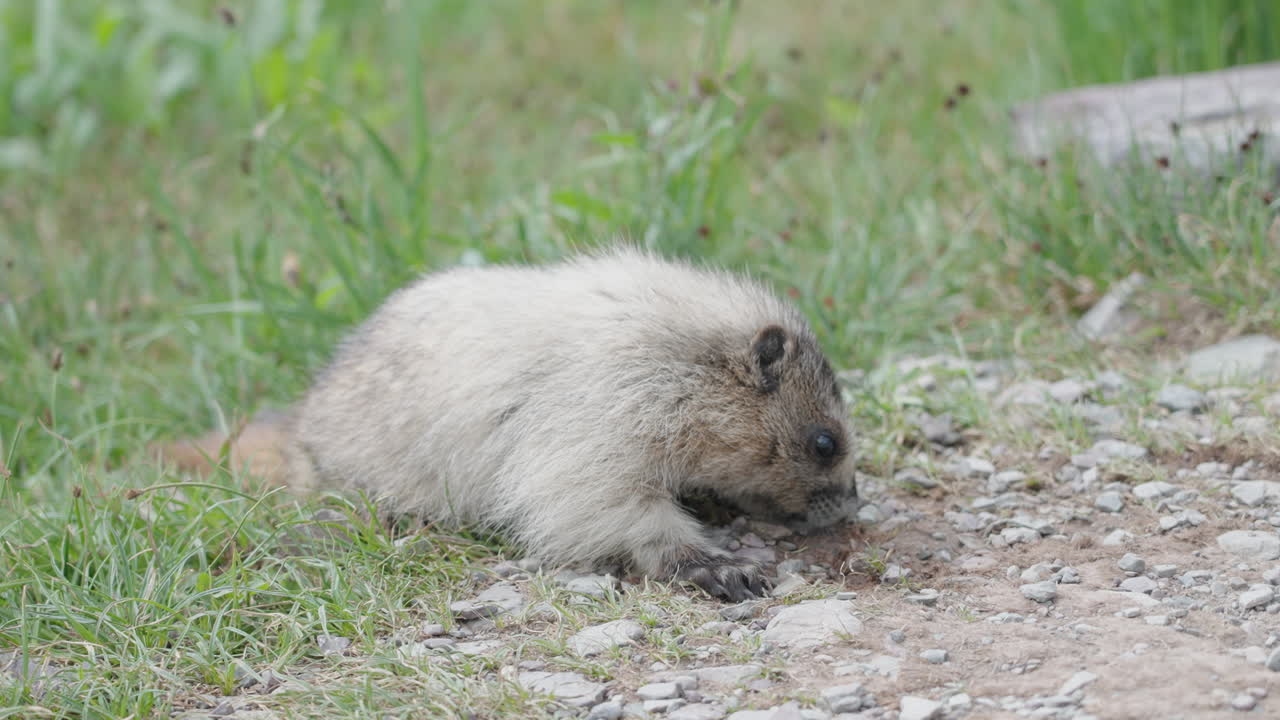 Grazing marmot at Logan Pass, Montana in a natural mountain landscape setting