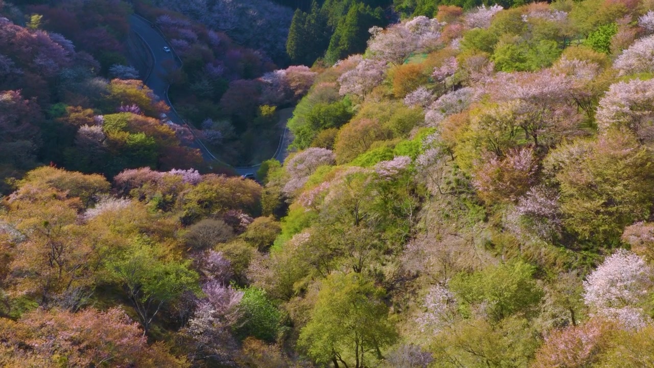 日本の春、吉野の山腹に桜が咲き始める。