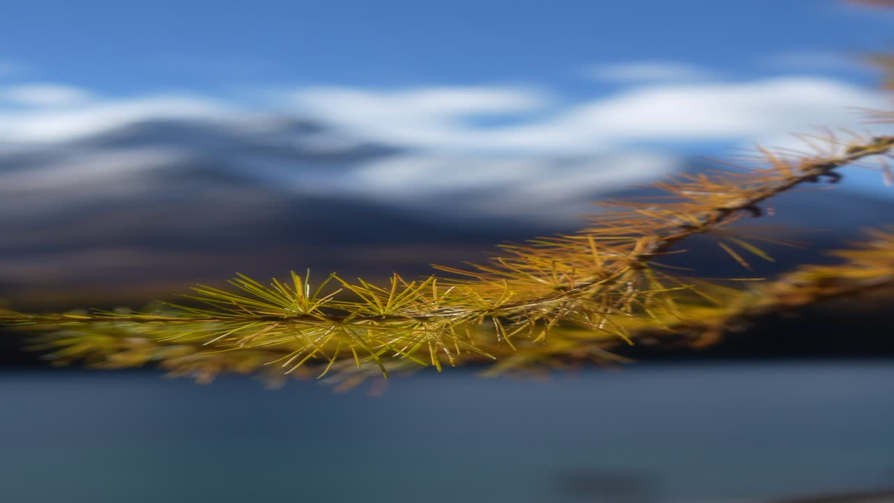 A close-up of vibrant golden larch branches swaying against a deep blue lake. The background is a blur of snow-capped mountains and sky in the Upper Engadin, Switzerland