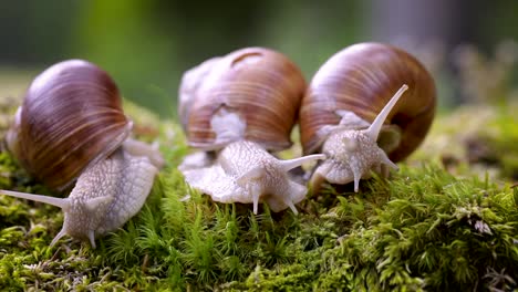 Helix-Pomatia-También-Caracol-Romano,-Caracol-De-Borgoña