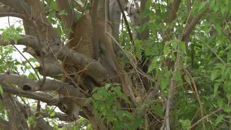 Baby-lechwe-corpse,-stockpiled-up-on-a-tree-by-a-leopard