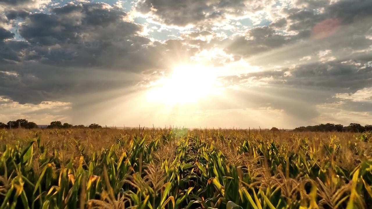A Bright Dawn Over Lush Cornfields: Captivating Sunlight Breaks Through Clouds, Illuminating a Bountiful Harvest Under a Picturesque Sky
