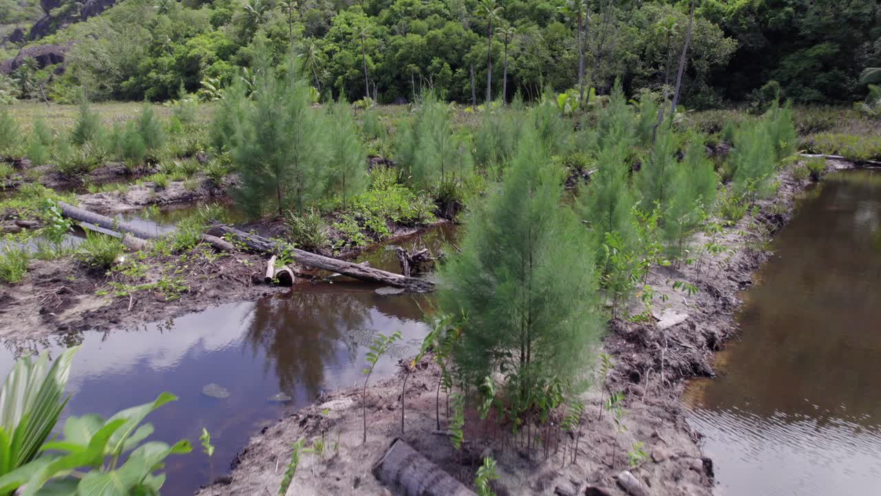 Moving forward drone footage of cap ternay mangrove near trees, Mahe Seychelles 30fps