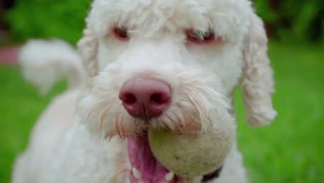 white dog holding ball in mouth. lovely dog playing with toy. dog with ball