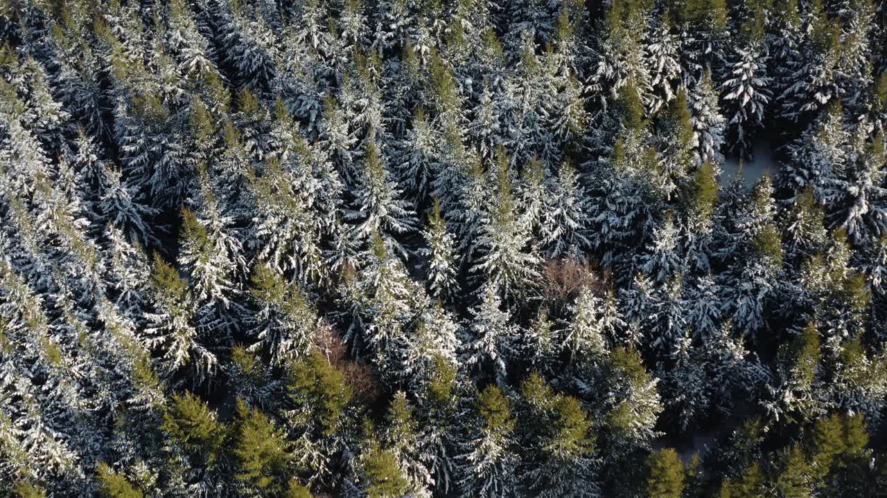 Descending drone shot into the evergreen forest. Pine trees covered with snow on a sunny day. Aerial view over the woods in winter.