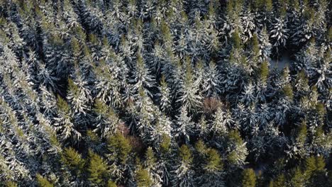 descending drone shot into the evergreen forest. pine trees covered with snow on a sunny day. aerial view over the woods in winter.