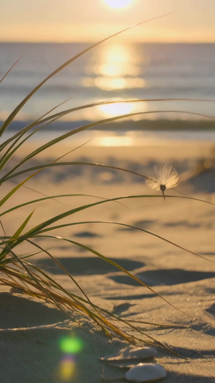 Video verticale: Brezza marina che soffia e spinge un seme sull'erba delle dune in spiaggia, con conchiglie, sole e spazio per il testo.