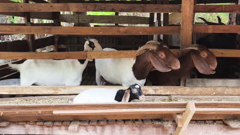 goats in a wooden pen