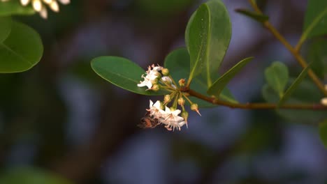 The-beauty-of-flora-and-fauna-in-spring,-a-diligent-pollinator,-the-honey-bee-along-the-riverside