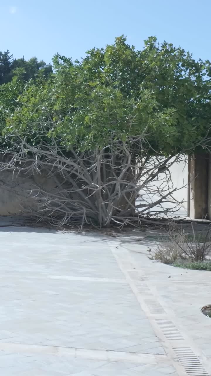 patio al aire libre con árboles y un edificio