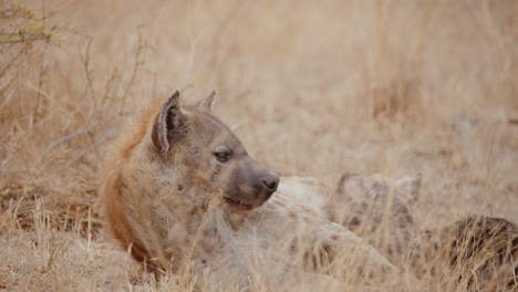 spotted hyena and cub resting in the savanna