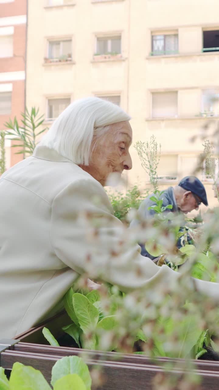 Elderly people gardening in an urban garden