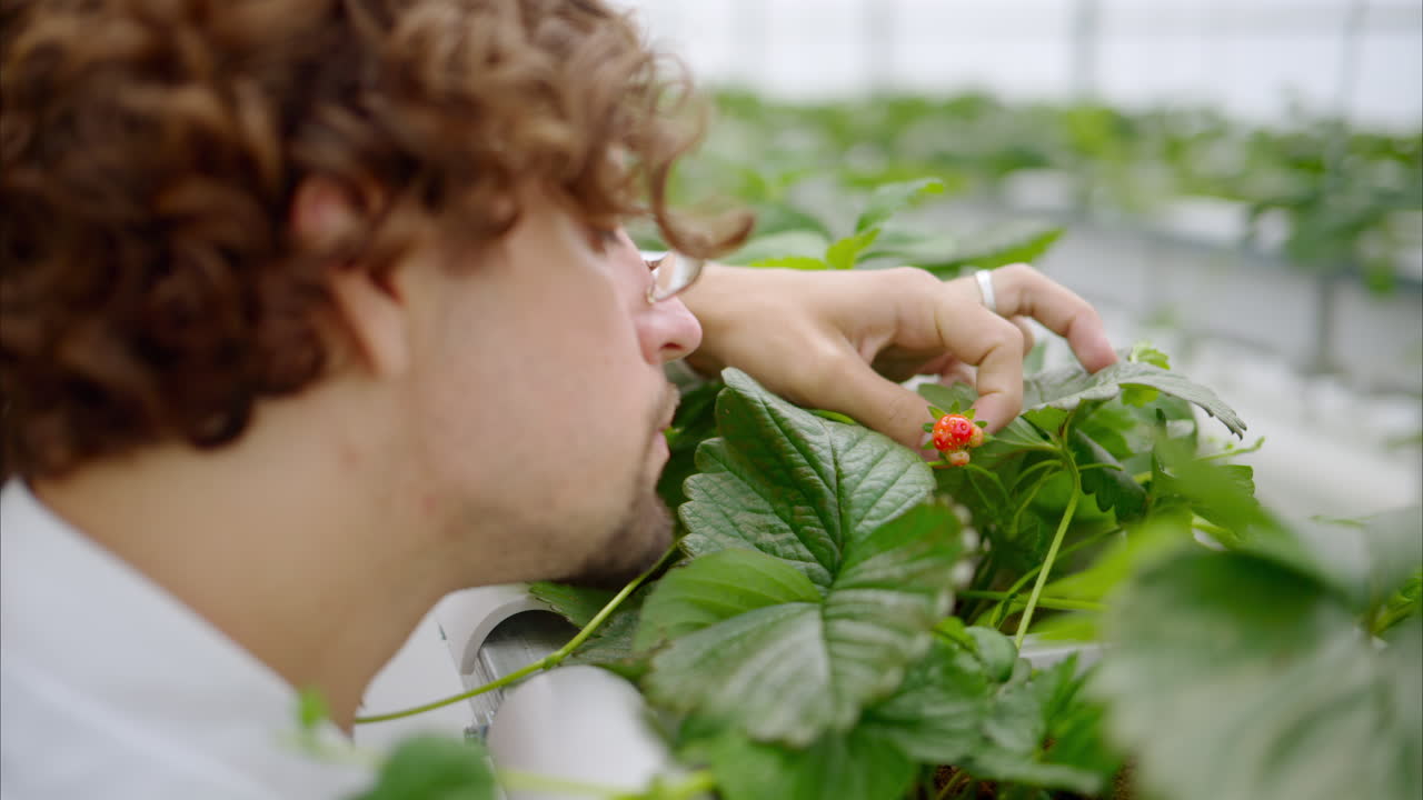 Laboratory technician in white coat analysing wild strawberry grown with the Hydroponic method in a greenhouse