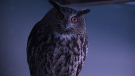 eagle owl turning head in a rain storm slow motion