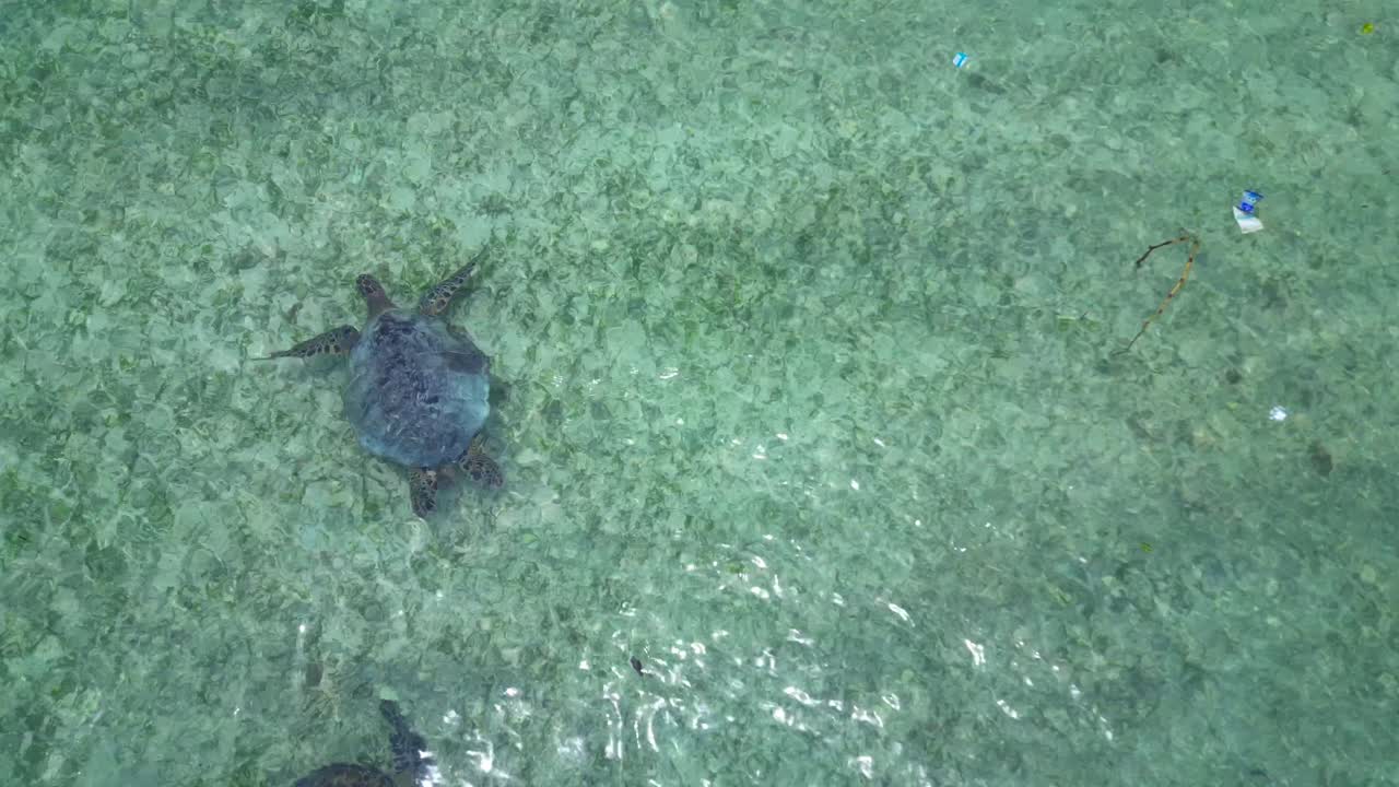 Sea turtle swimming in clear, shallow ocean water polluted by scattered plastic waste, highlighting environmental crisis. Marvelous aerial view top down drone view