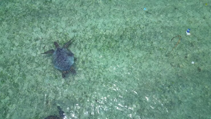 Sea turtle swimming in clear, shallow ocean water polluted by scattered plastic waste, highlighting environmental crisis. Marvelous aerial view top down drone view