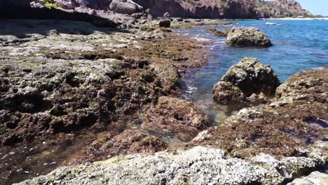 dying coral reefs due to ocean pollution - carbon footprints - static closeup