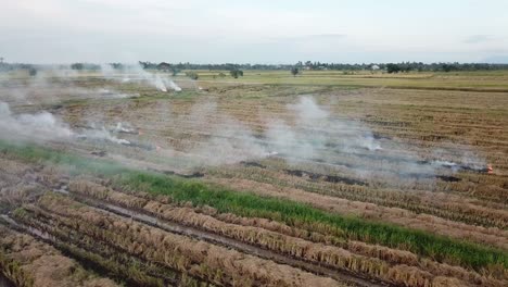 harvested rice field straw being burn in open field at malaysia, southeast asia.