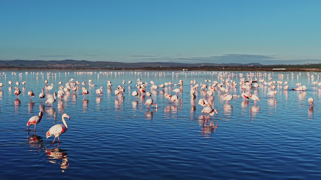 Flamingos gather in water under clear sky in natural habitat
