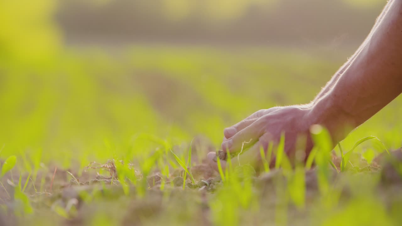 농업 분야의 토양을 조사하는 손 6