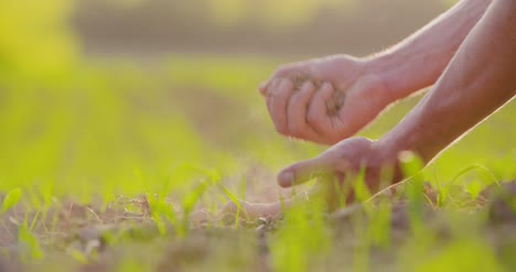 hands examining soil in agricultural field 6