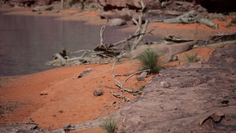 trees near colorado river in grand canyon