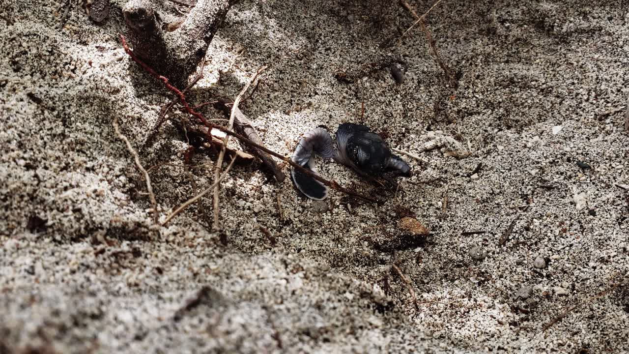 Sea Turtle Hatchling Struggling To Emerge On Sand